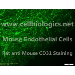 C57BL/6 Mouse Embryonic Carotid Artery Endothelial Cells